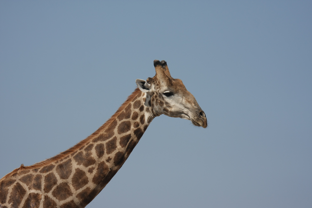 [23652] 2016_06_30_05_02_34_Africa_Canon_EOS_40D_IMG__00267.jpg