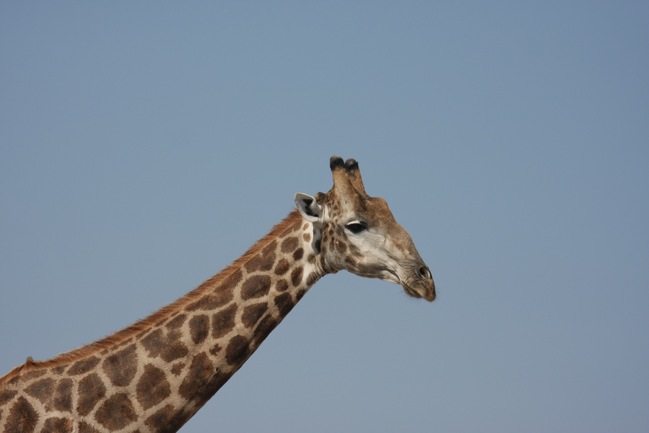 [23655] 2016_06_30_05_02_34_Africa_Canon_EOS_40D_IMG__03994.jpg