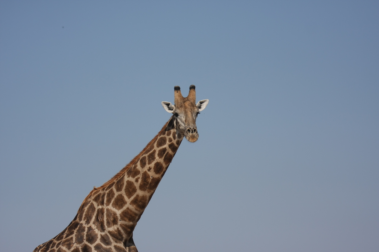[23663] 2016_06_30_05_02_47_Africa_Canon_EOS_40D_IMG__00271.jpg