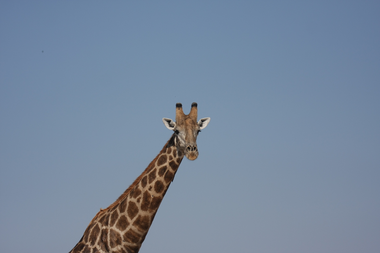 [23667] 2016_06_30_05_02_47_Africa_Canon_EOS_40D_IMG__03998.jpg