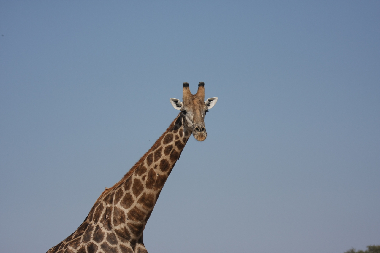 [23672] 2016_06_30_05_02_48_Africa_Canon_EOS_40D_IMG__00274.jpg