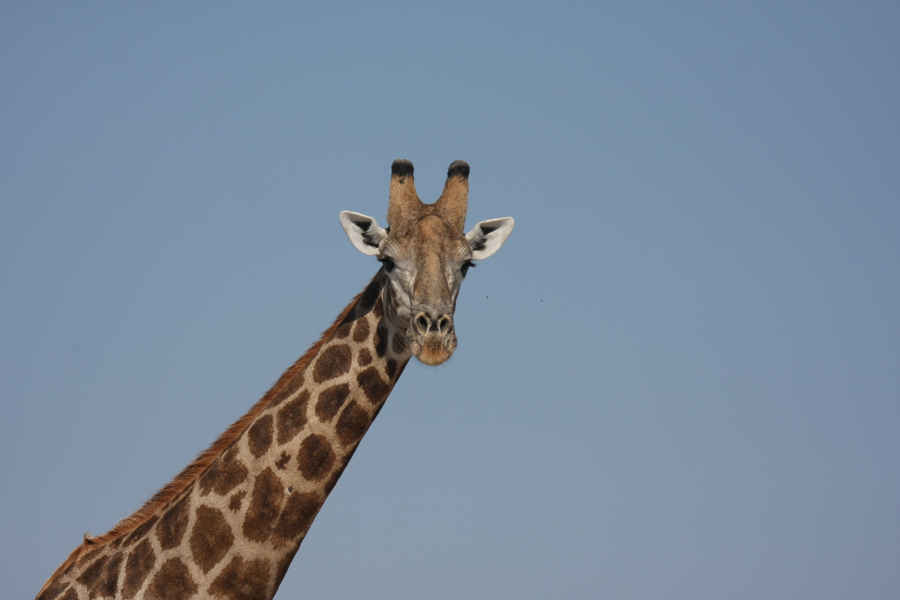 [23689] 2016_06_30_05_02_56_Africa_Canon_EOS_40D_IMG__11450.jpg