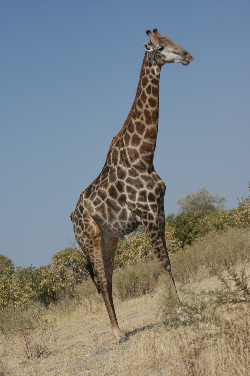 [23709] 2016_06_30_05_03_15_Africa_Canon_EOS_40D_IMG__04009.jpg