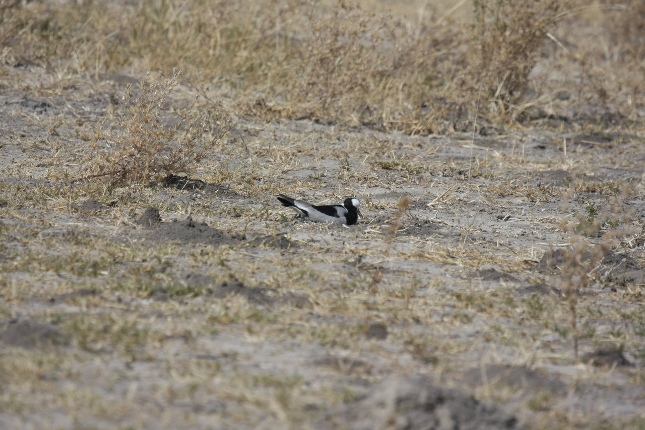 [23718] 2016_06_30_05_04_15_Africa_Canon_EOS_40D_IMG__00287.jpg