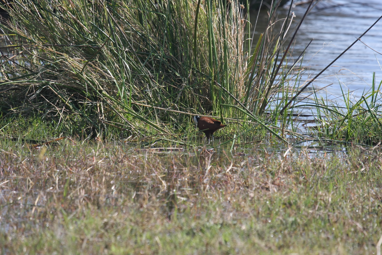 [23748] 2016_06_30_05_09_02_Africa_Canon_EOS_40D_IMG__04016.jpg