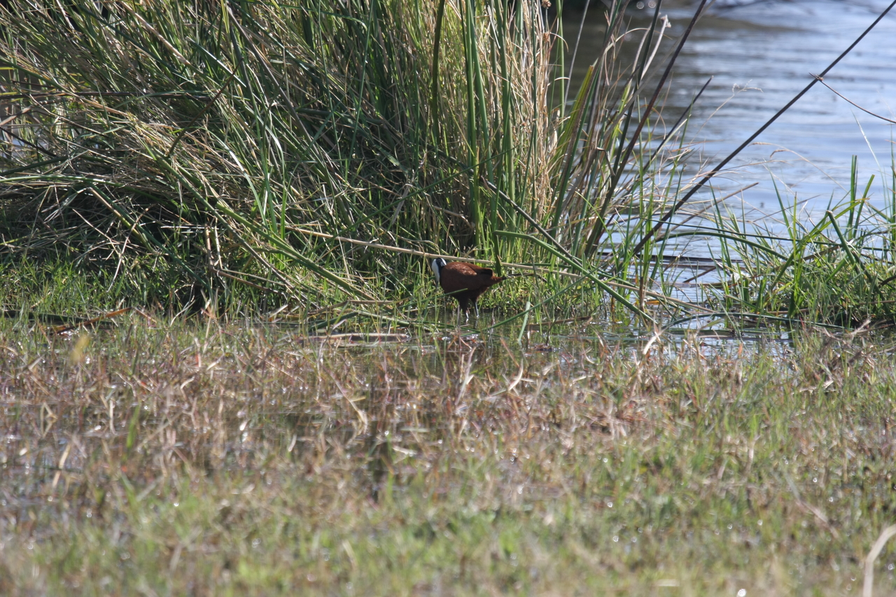 [23749] 2016_06_30_05_09_02_Africa_Canon_EOS_40D_IMG__04018.jpg