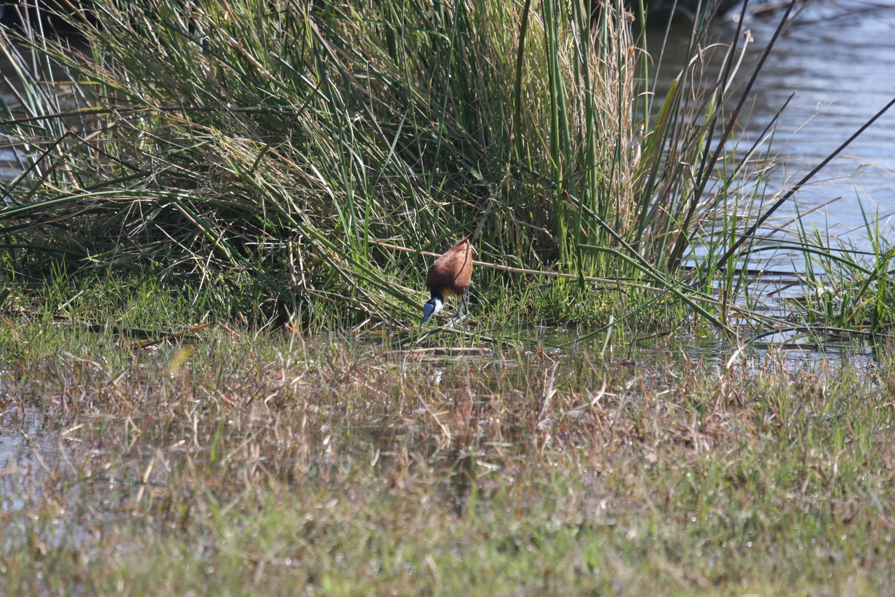 [23754] 2016_06_30_05_09_06_Africa_Canon_EOS_40D_IMG__00294.jpg