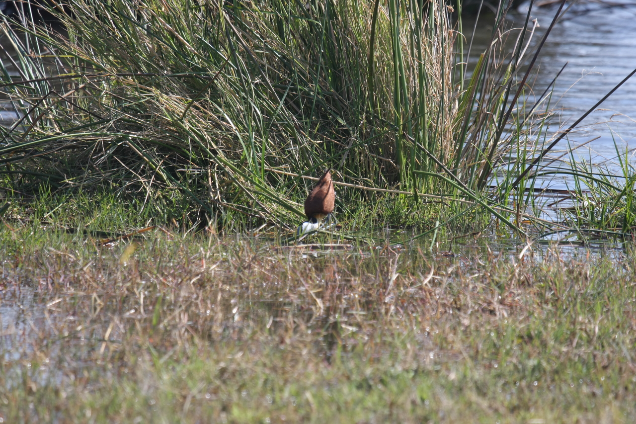 [23761] 2016_06_30_05_09_06_Africa_Canon_EOS_40D_IMG__11468.jpg