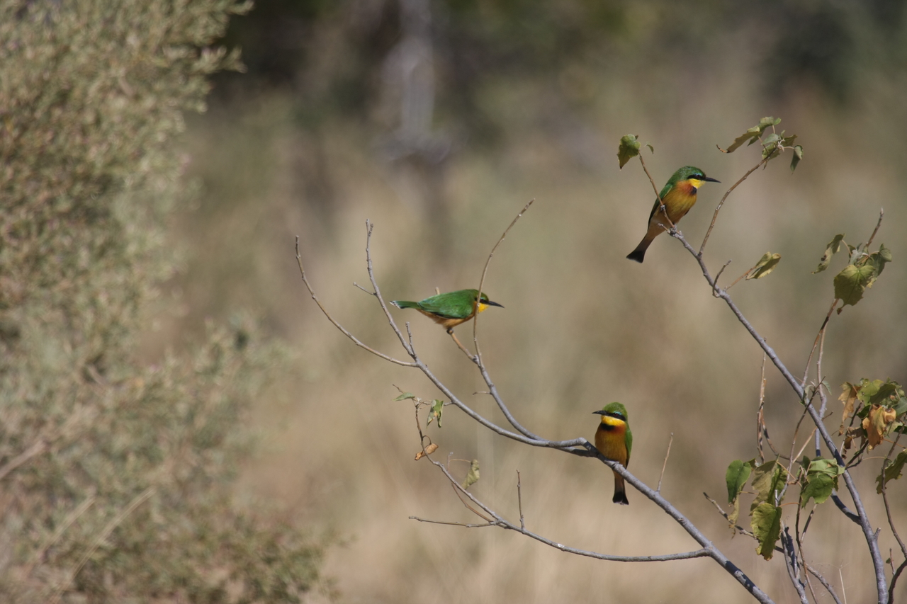 [23804] 2016_06_30_05_19_57_Africa_Canon_EOS_40D_IMG__00303.jpg
