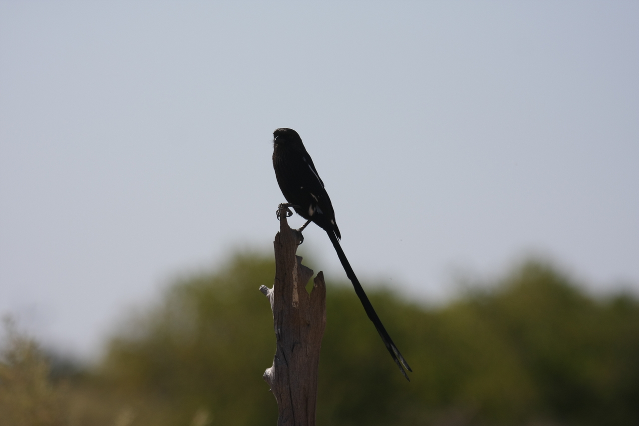 [23824] 2016_06_30_05_21_53_Africa_Canon_EOS_40D_IMG__00309.jpg