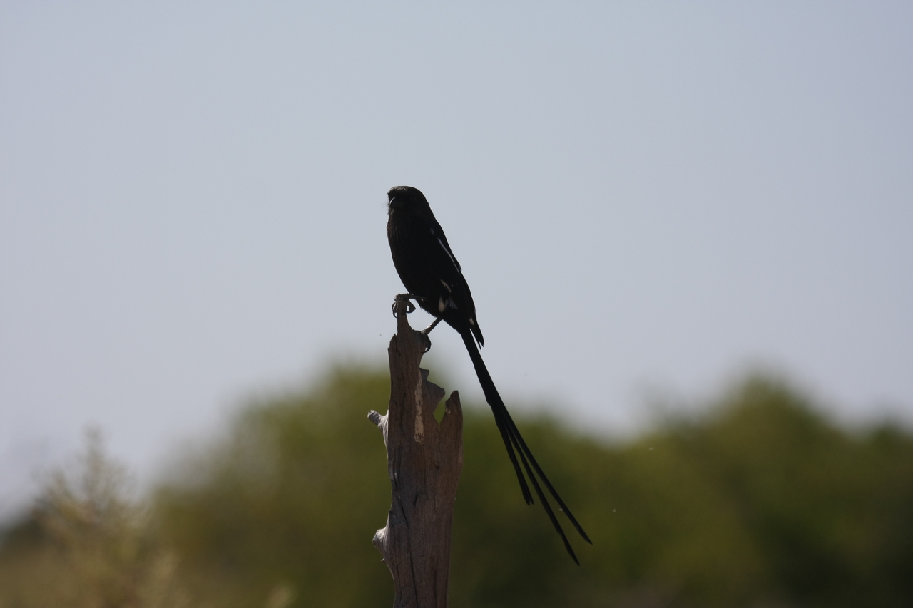 [23829] 2016_06_30_05_21_53_Africa_Canon_EOS_40D_IMG__04037.jpg