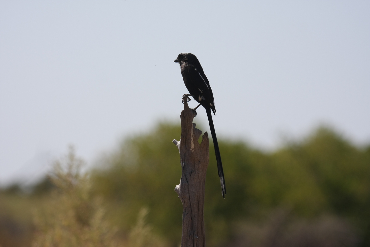 [23838] 2016_06_30_05_21_57_Africa_Canon_EOS_40D_IMG__04041.jpg