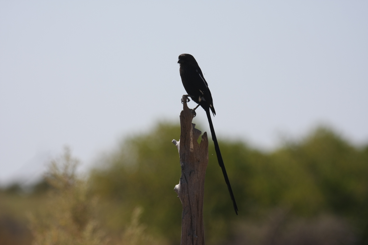 [23840] 2016_06_30_05_21_57_Africa_Canon_EOS_40D_IMG__11487.jpg