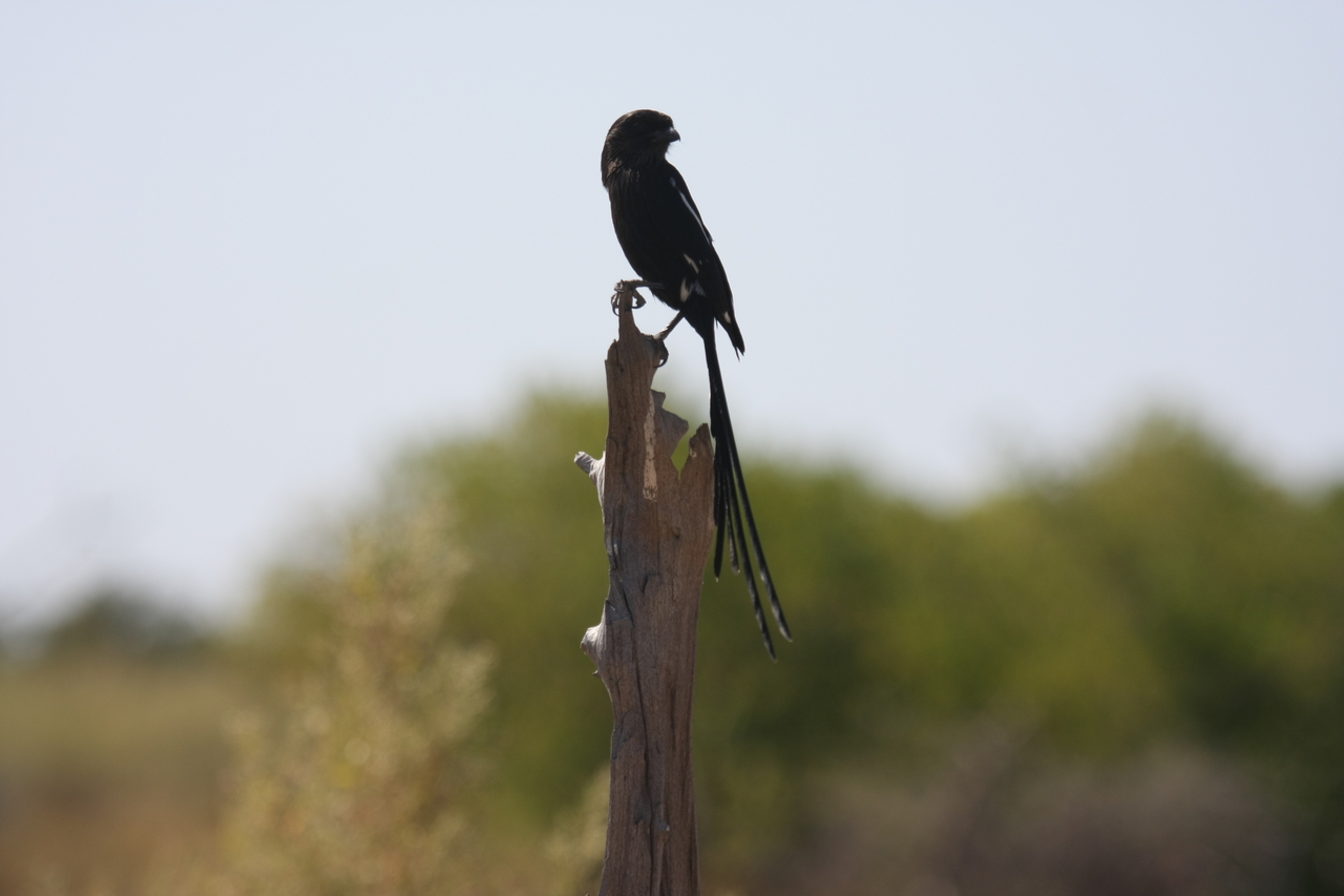 [23850] 2016_06_30_05_22_05_Africa_Canon_EOS_40D_IMG__11491.jpg