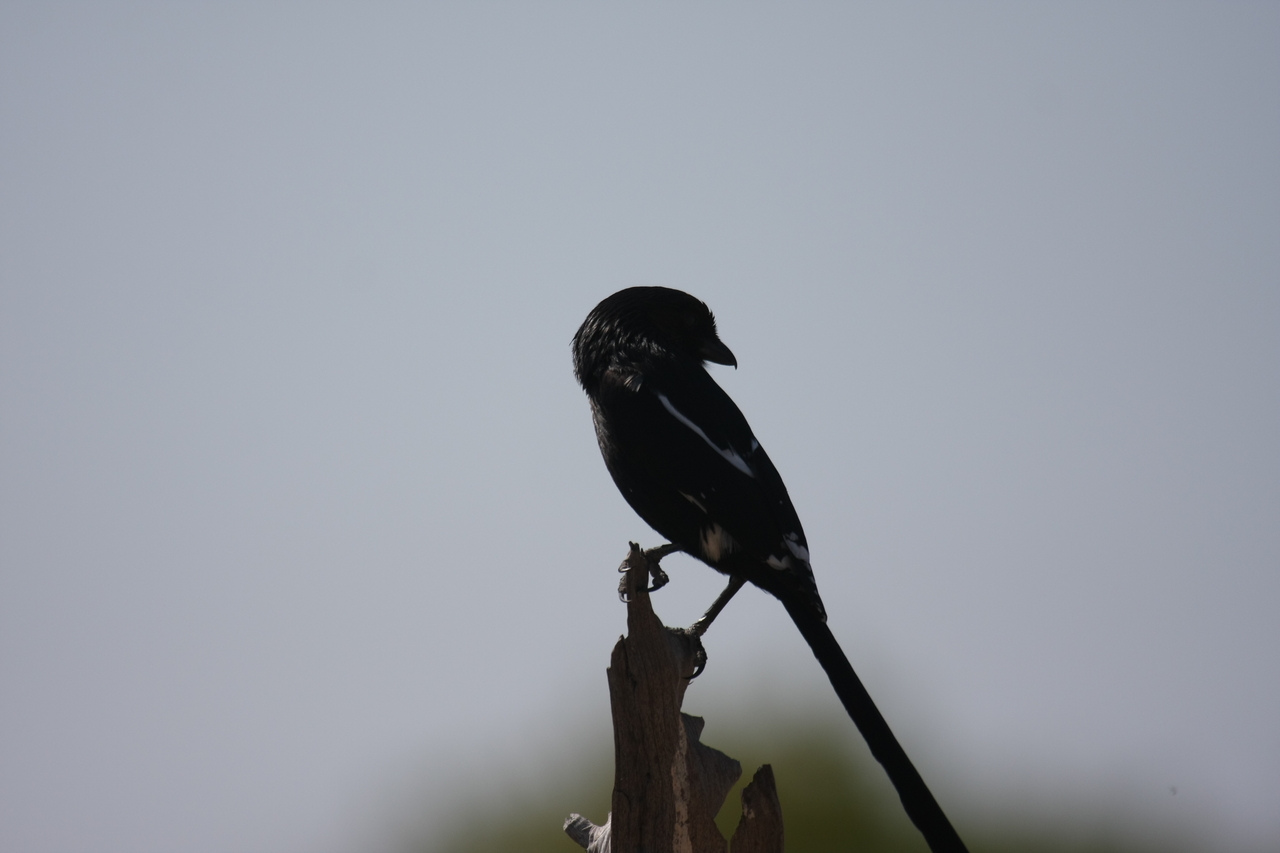 [23852] 2016_06_30_05_22_31_Africa_Canon_EOS_40D_IMG__04045.jpg