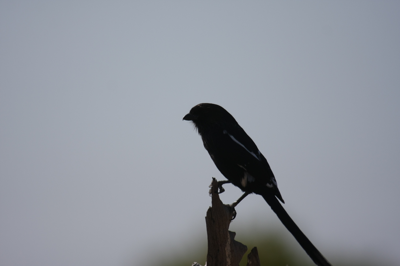 [23856] 2016_06_30_05_22_41_Africa_Canon_EOS_40D_IMG__00322.jpg