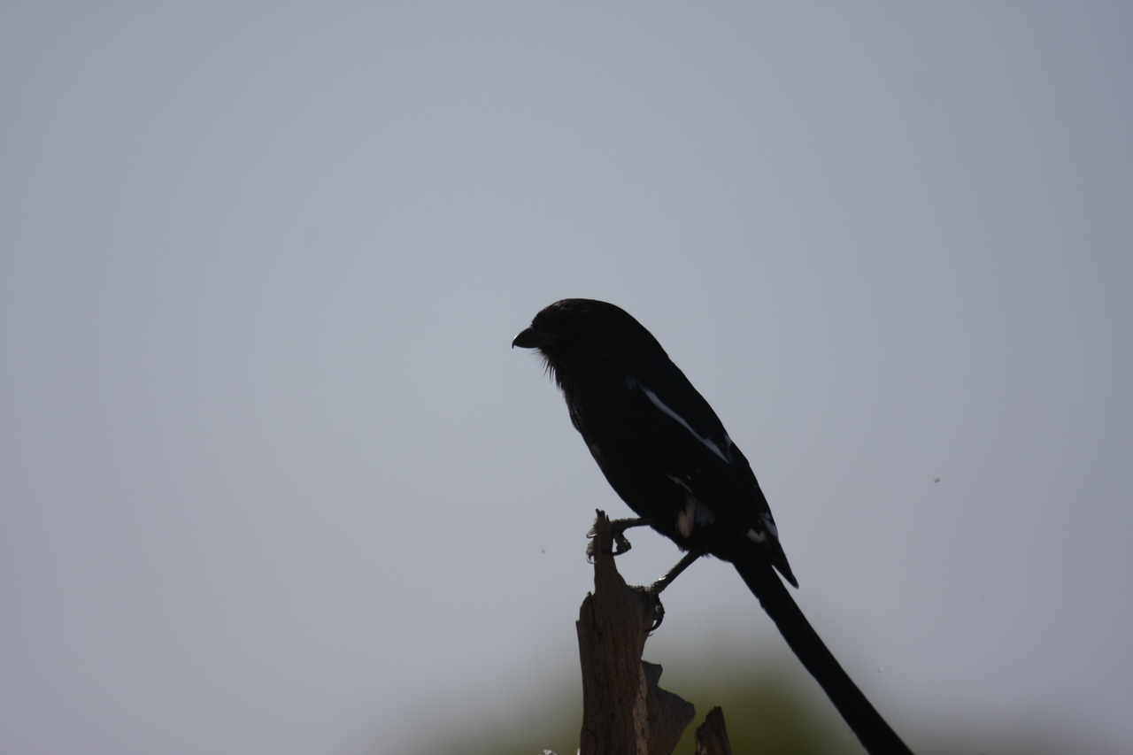 [23858] 2016_06_30_05_22_41_Africa_Canon_EOS_40D_IMG__04047.jpg