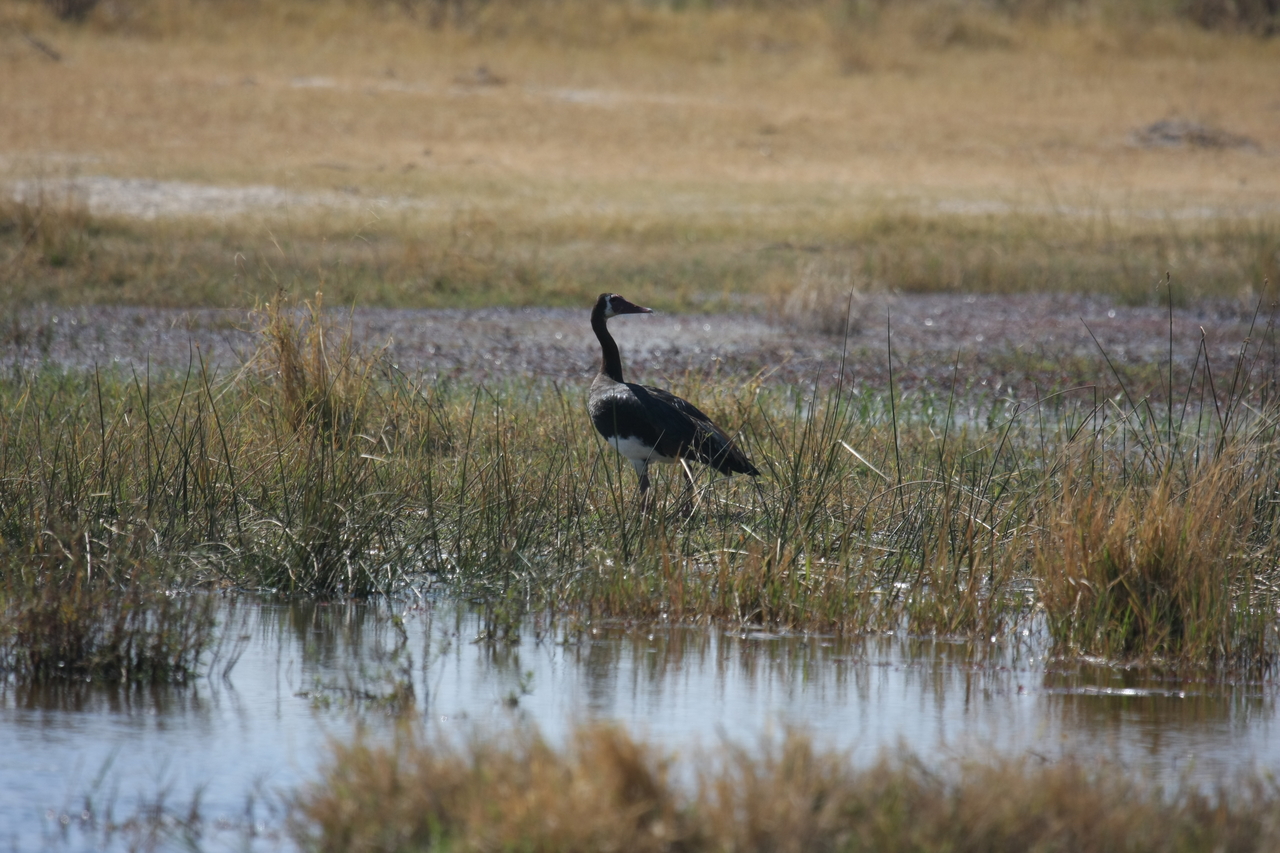 [23874] 2016_06_30_05_23_46_Africa_Canon_EOS_40D_IMG__04053.jpg