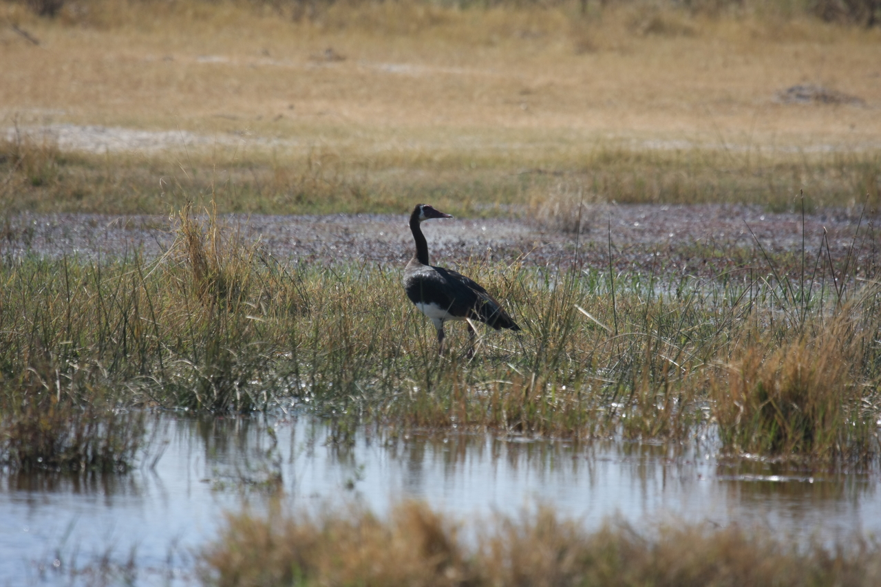 [23875] 2016_06_30_05_23_46_Africa_Canon_EOS_40D_IMG__04054.jpg