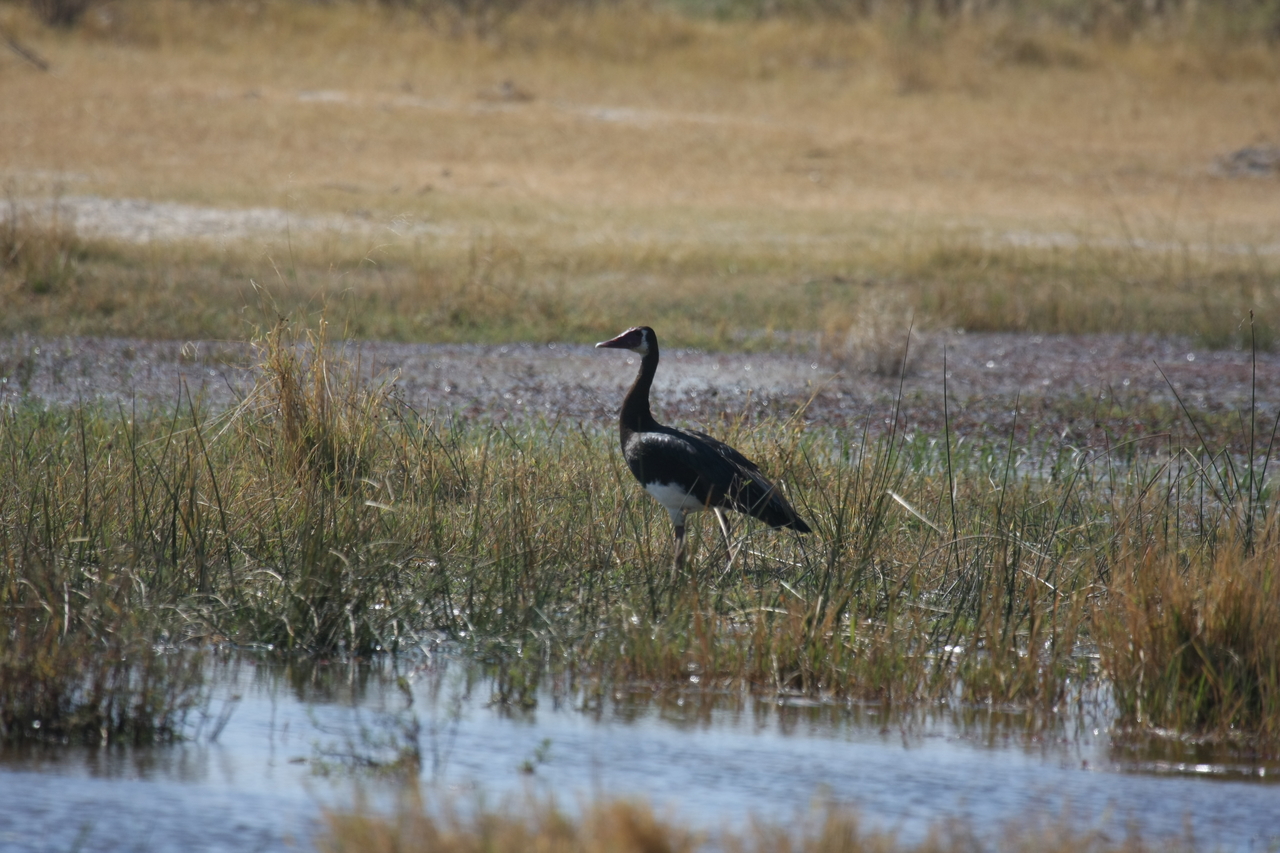 [23878] 2016_06_30_05_24_02_Africa_Canon_EOS_40D_IMG__00329.jpg