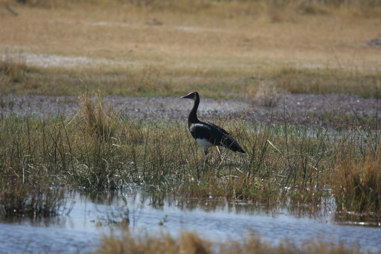 [23881] 2016_06_30_05_24_02_Africa_Canon_EOS_40D_IMG__04056.jpg