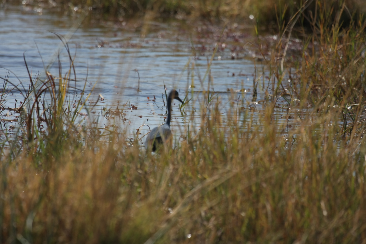 [23892] 2016_06_30_05_24_47_Africa_Canon_EOS_40D_IMG__04059.jpg