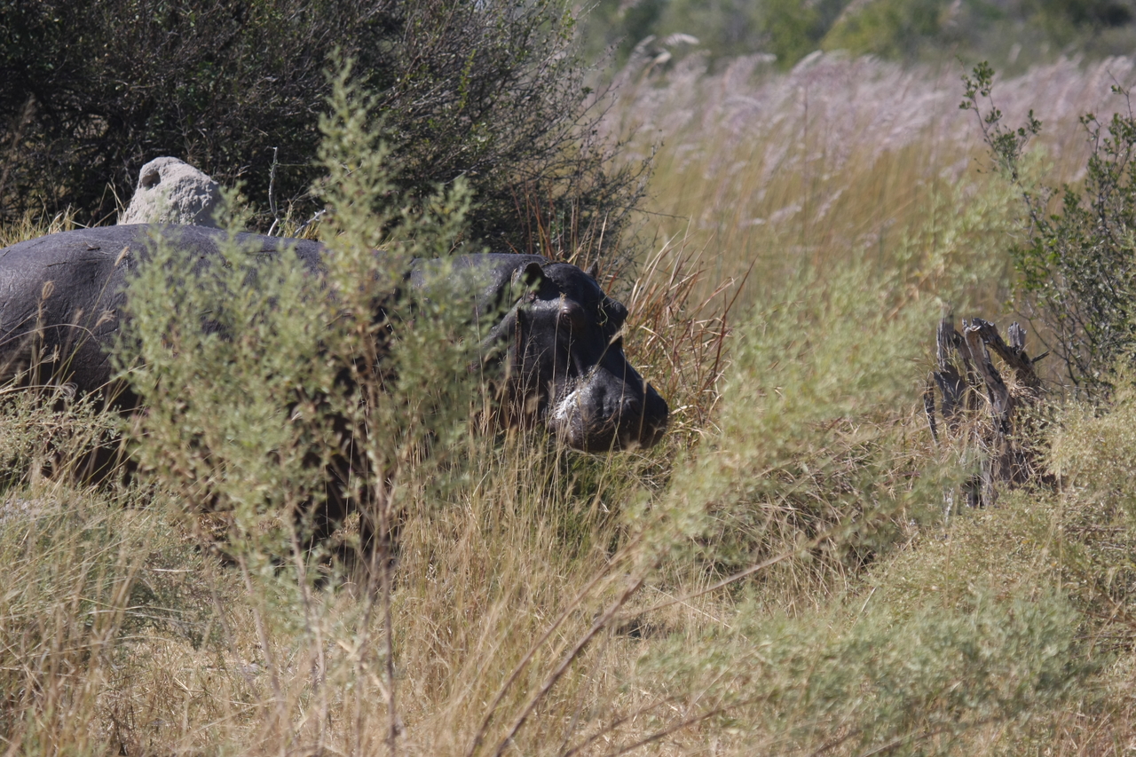 [23935] 2016_06_30_05_29_05_Africa_Canon_EOS_40D_IMG__00349.jpg