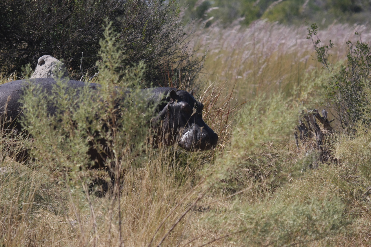 [23936] 2016_06_30_05_29_05_Africa_Canon_EOS_40D_IMG__00350.jpg