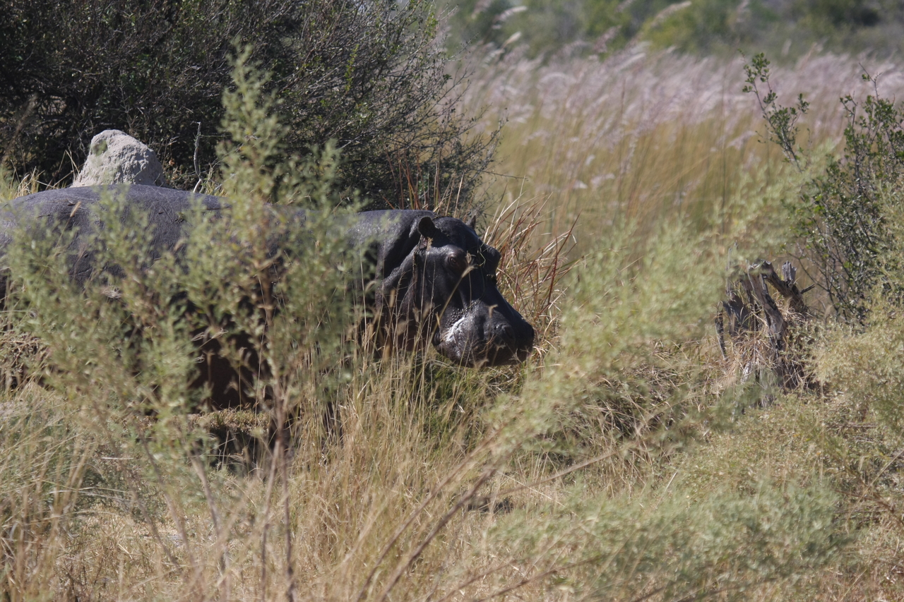 [23940] 2016_06_30_05_29_05_Africa_Canon_EOS_40D_IMG__04077.jpg