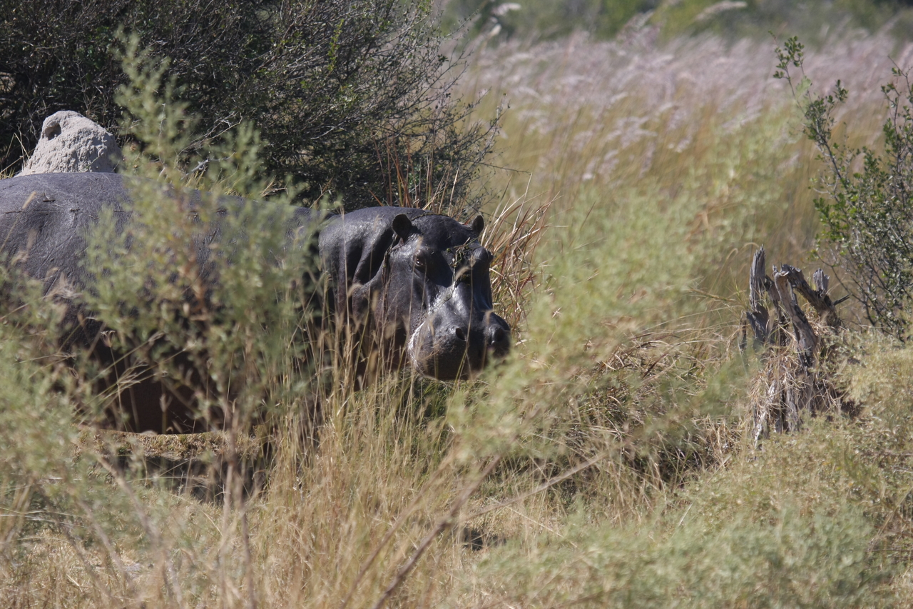 [23944] 2016_06_30_05_29_10_Africa_Canon_EOS_40D_IMG__00352.jpg