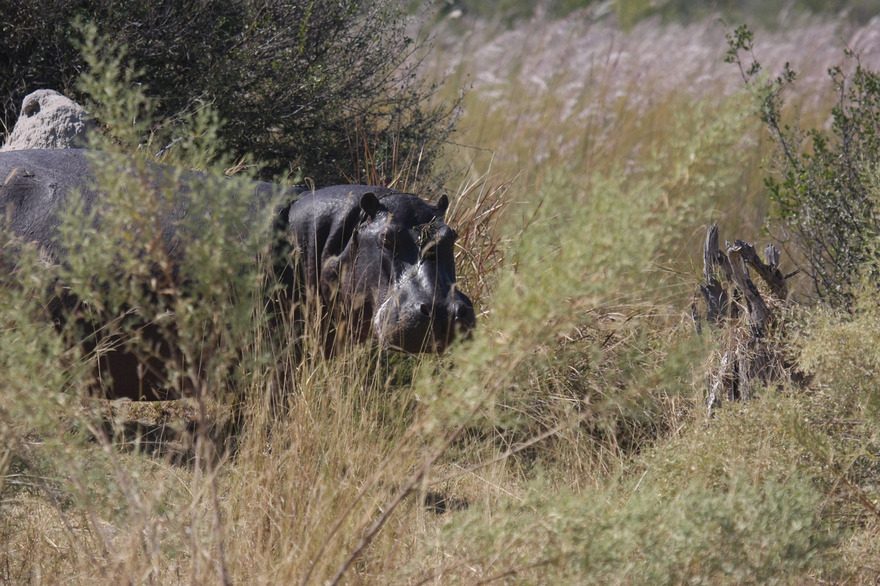 [23953] 2016_06_30_05_29_11_Africa_Canon_EOS_40D_IMG__00355.jpg