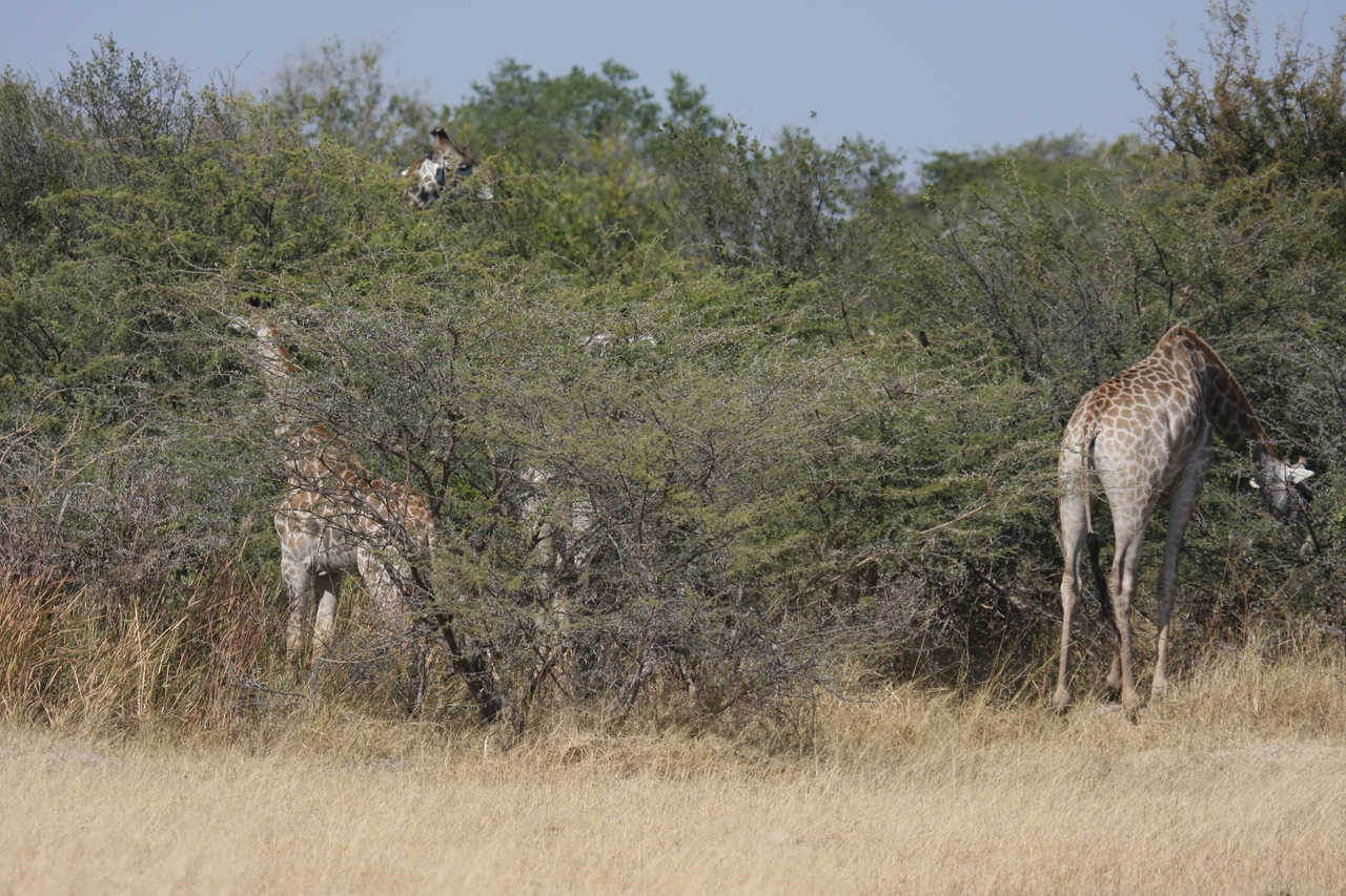 [23956] 2016_06_30_05_29_23_Africa_Canon_EOS_40D_IMG__00356.jpg
