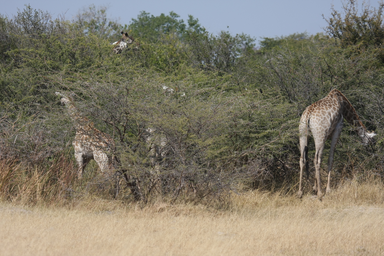 [23964] 2016_06_30_05_29_23_Africa_Canon_EOS_40D_IMG__11532.jpg