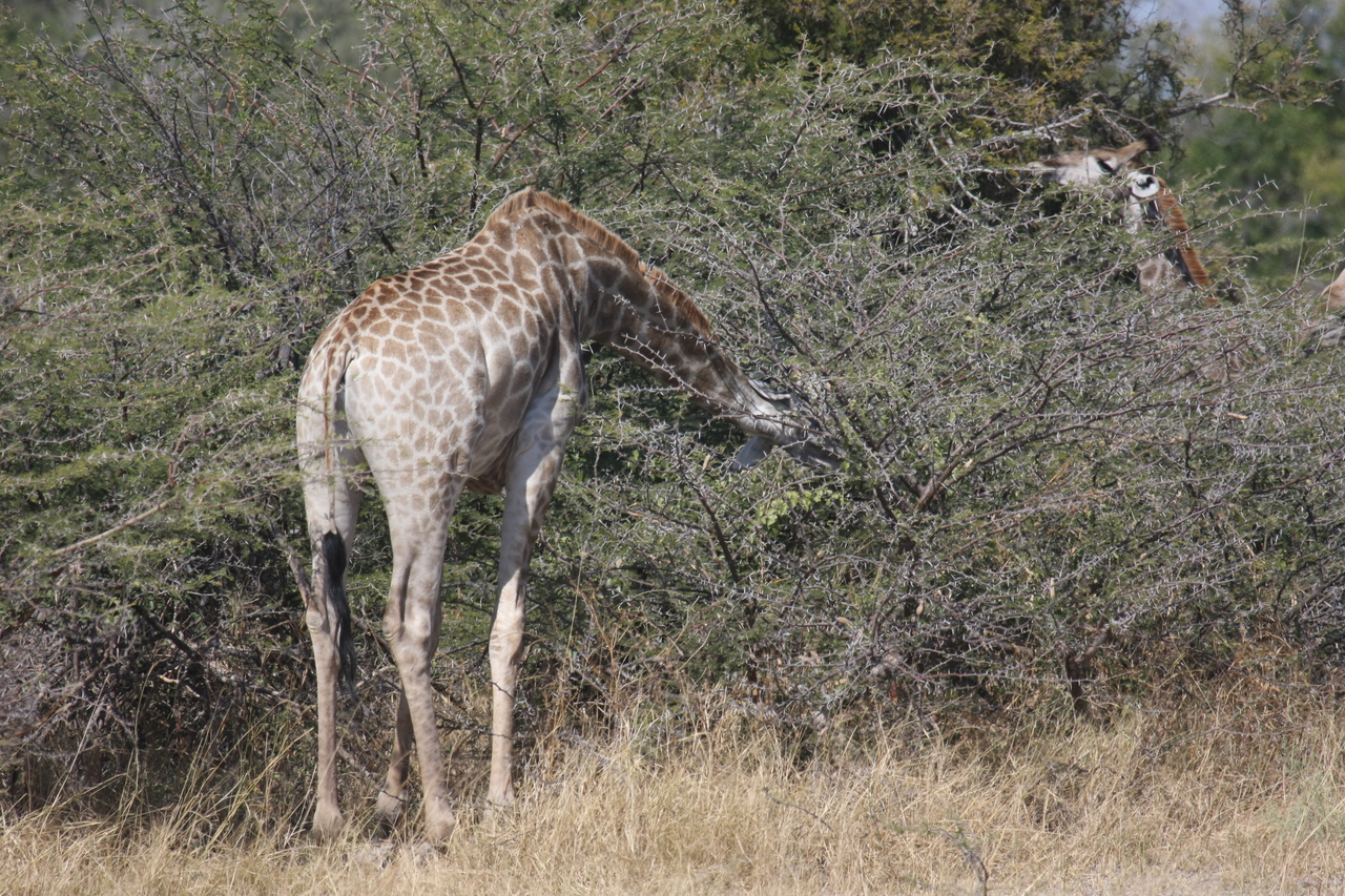[23968] 2016_06_30_05_30_22_Africa_Canon_EOS_40D_IMG__00361.jpg