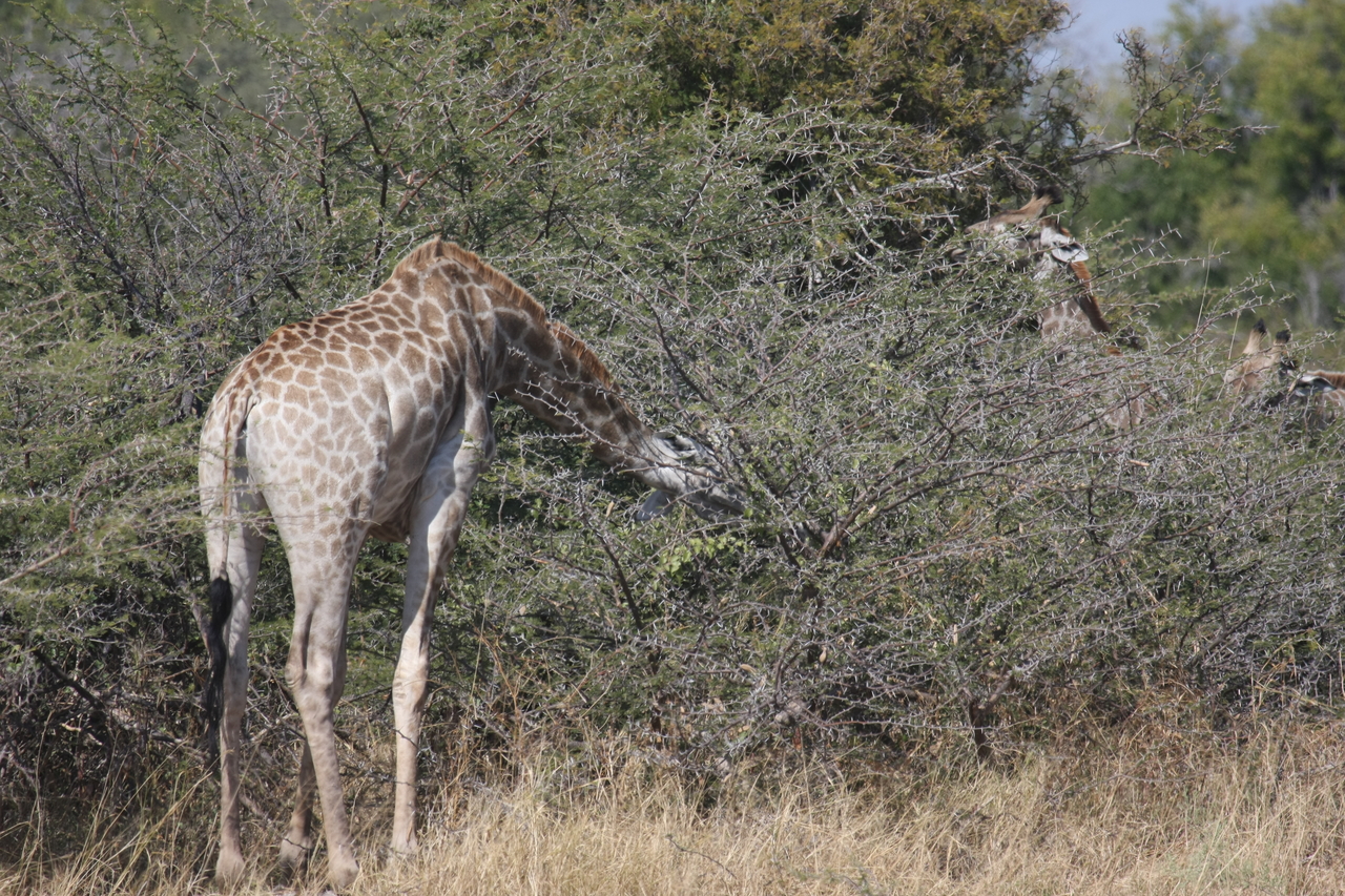 [23980] 2016_06_30_05_30_23_Africa_Canon_EOS_40D_IMG__04091.jpg