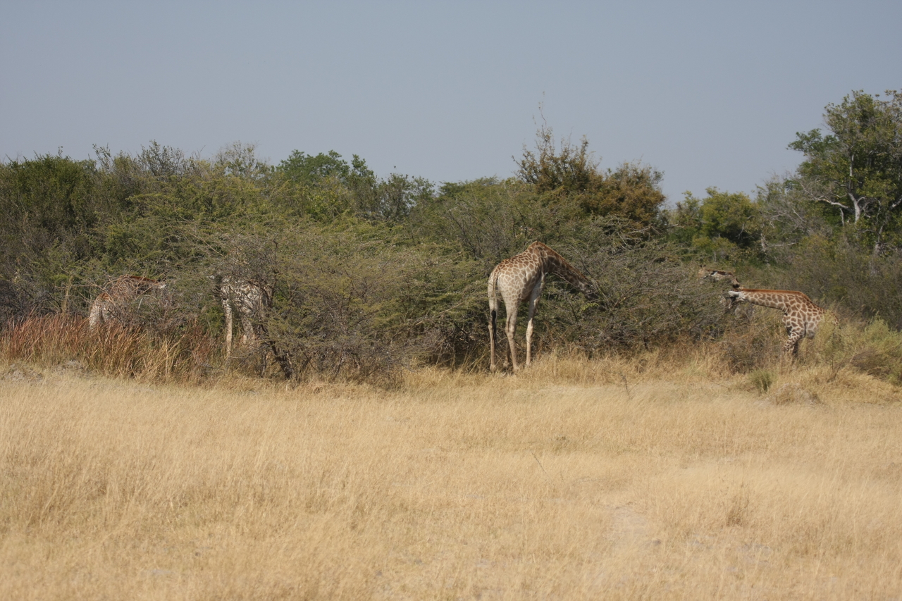 [23991] 2016_06_30_05_30_39_Africa_Canon_EOS_40D_IMG__11541.jpg