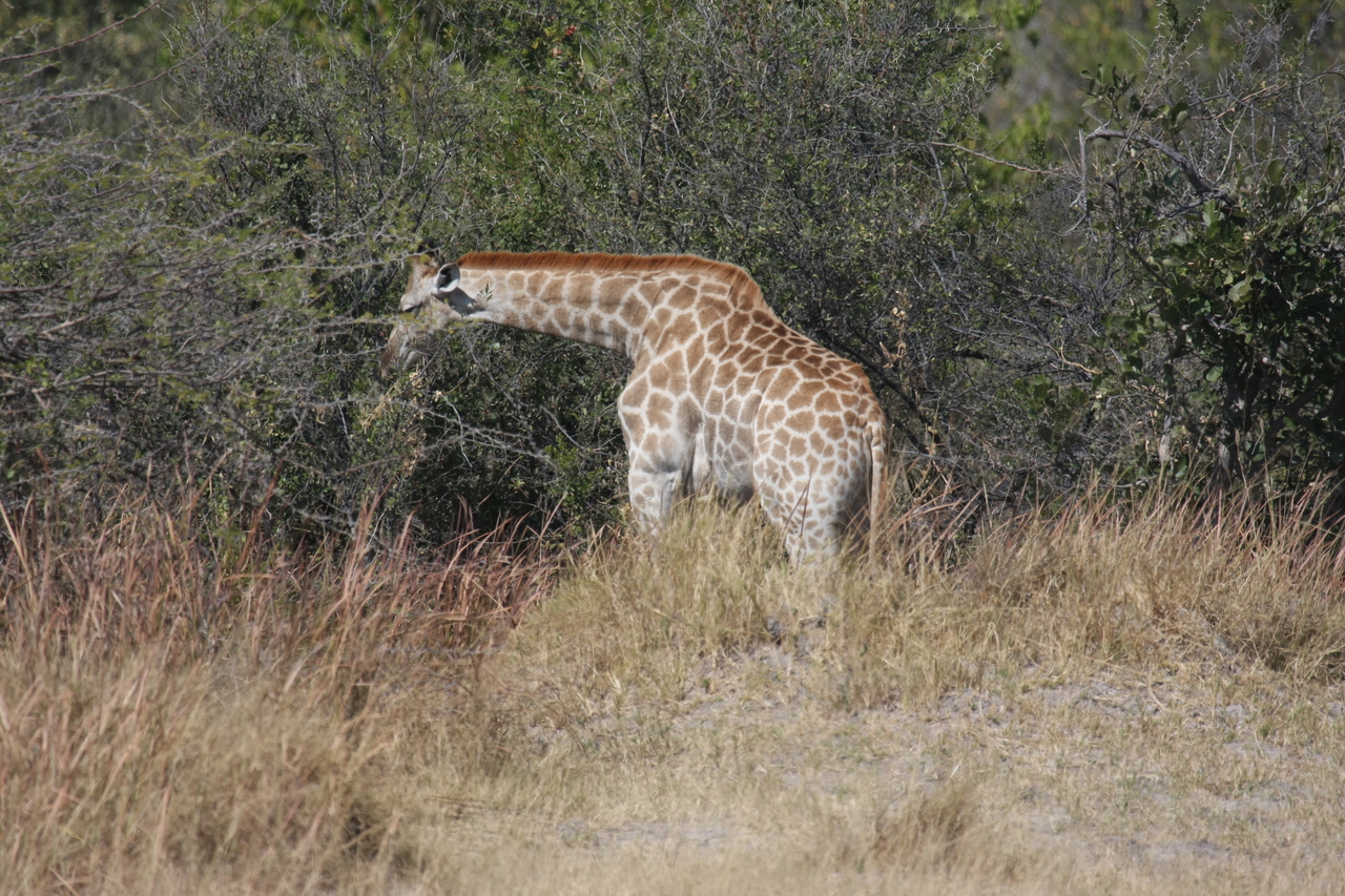 [24005] 2016_06_30_05_31_26_Africa_Canon_EOS_40D_IMG__00375.jpg