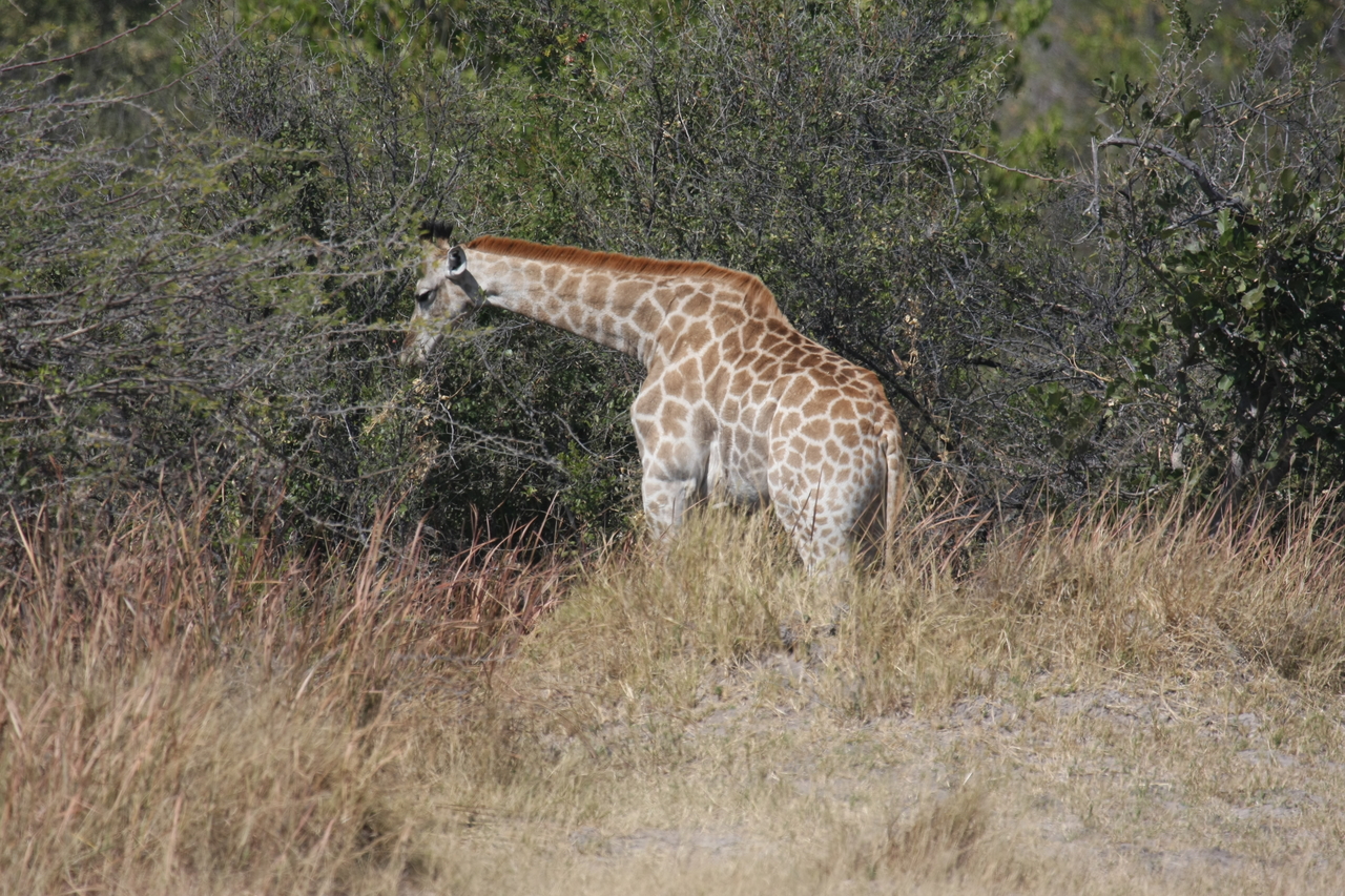 [24010] 2016_06_30_05_31_26_Africa_Canon_EOS_40D_IMG__11547.jpg