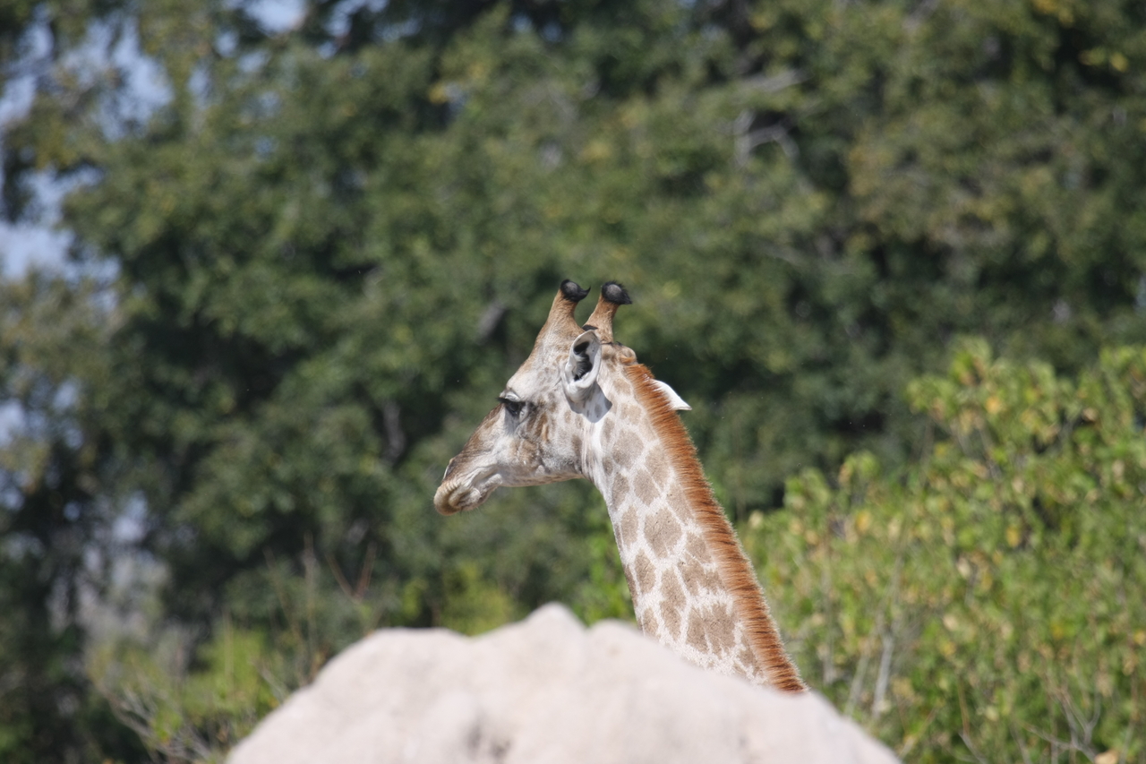 [24027] 2016_06_30_05_33_13_Africa_Canon_EOS_40D_IMG__11555.jpg