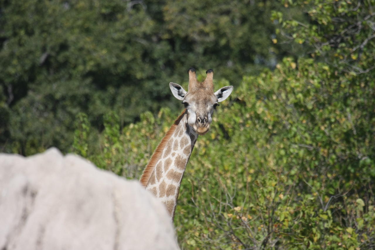 [24041] 2016_06_30_05_33_39_Africa_Canon_EOS_40D_IMG__04113.jpg