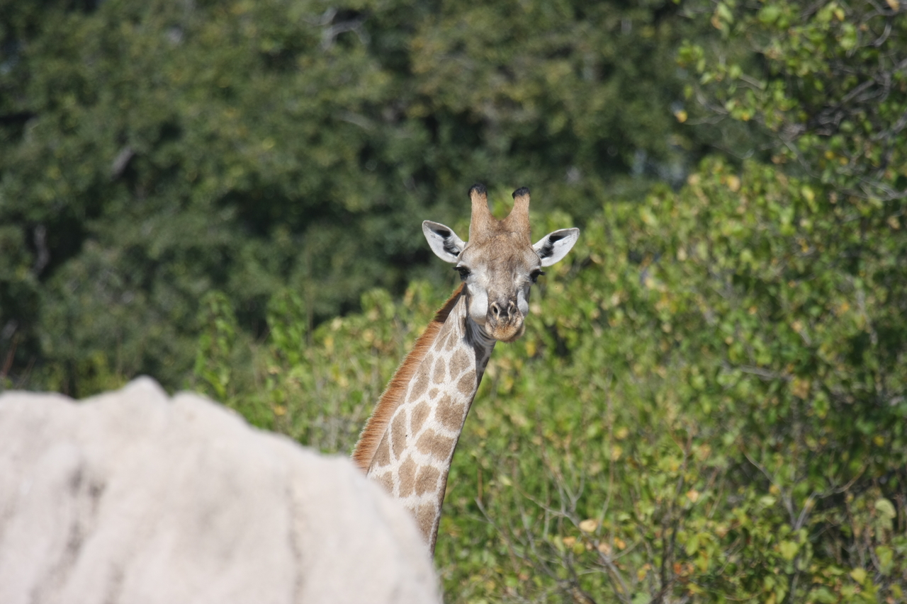 [24043] 2016_06_30_05_33_39_Africa_Canon_EOS_40D_IMG__11559.jpg