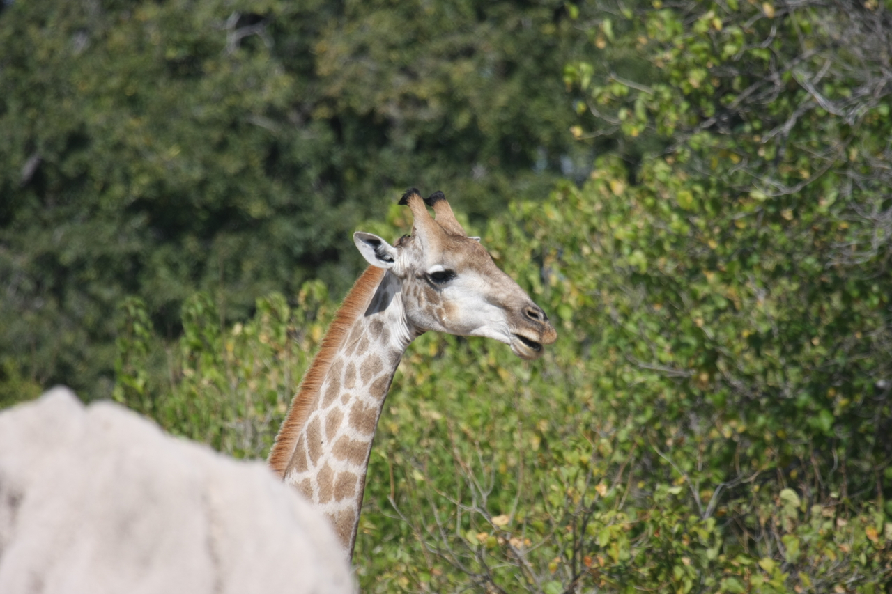 [24051] 2016_06_30_05_33_46_Africa_Canon_EOS_40D_IMG__04118.jpg