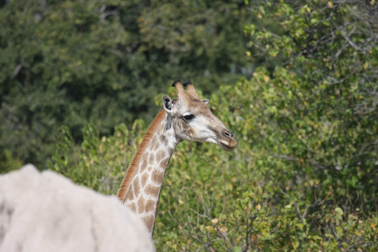 [24052] 2016_06_30_05_33_46_Africa_Canon_EOS_40D_IMG__11562.jpg