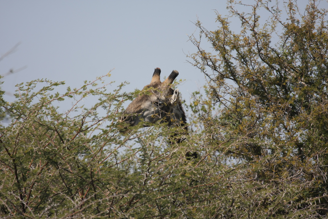 [24059] 2016_06_30_05_33_55_Africa_Canon_EOS_40D_IMG__04120.jpg