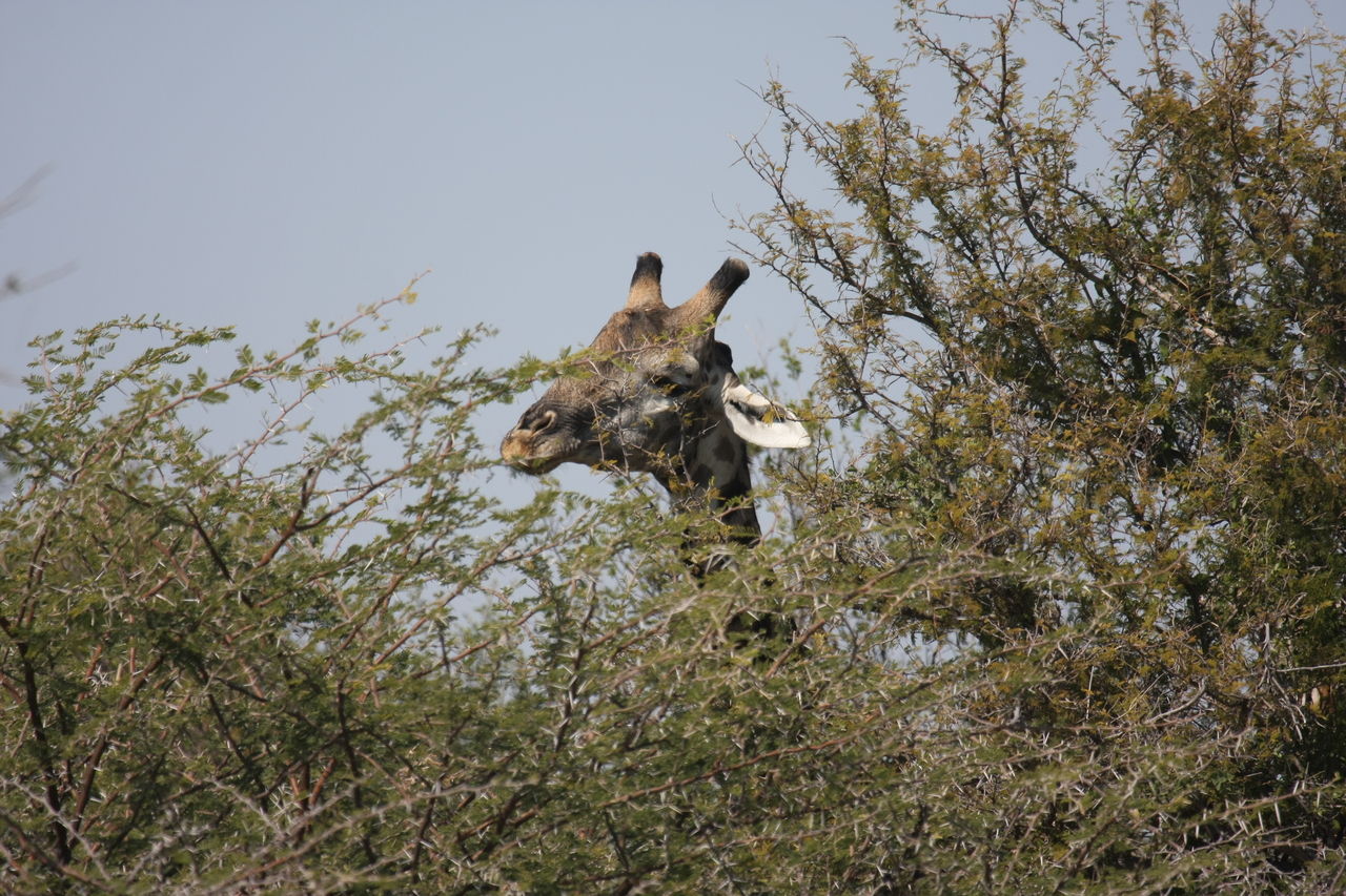 [24061] 2016_06_30_05_33_55_Africa_Canon_EOS_40D_IMG__11566.jpg