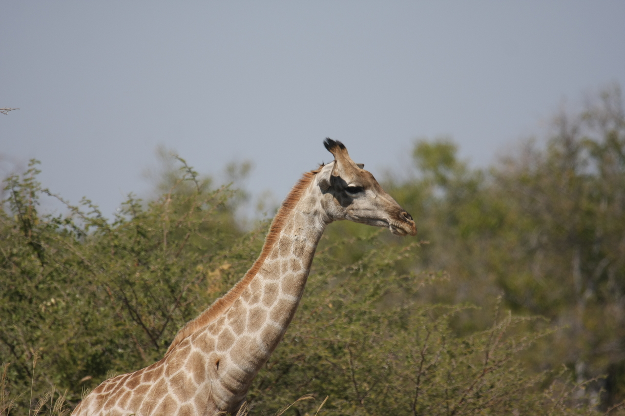 [24065] 2016_06_30_05_33_59_Africa_Canon_EOS_40D_IMG__00397.jpg