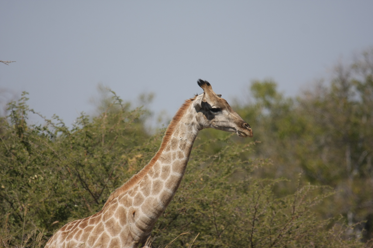 [24070] 2016_06_30_05_33_59_Africa_Canon_EOS_40D_IMG__11569.jpg