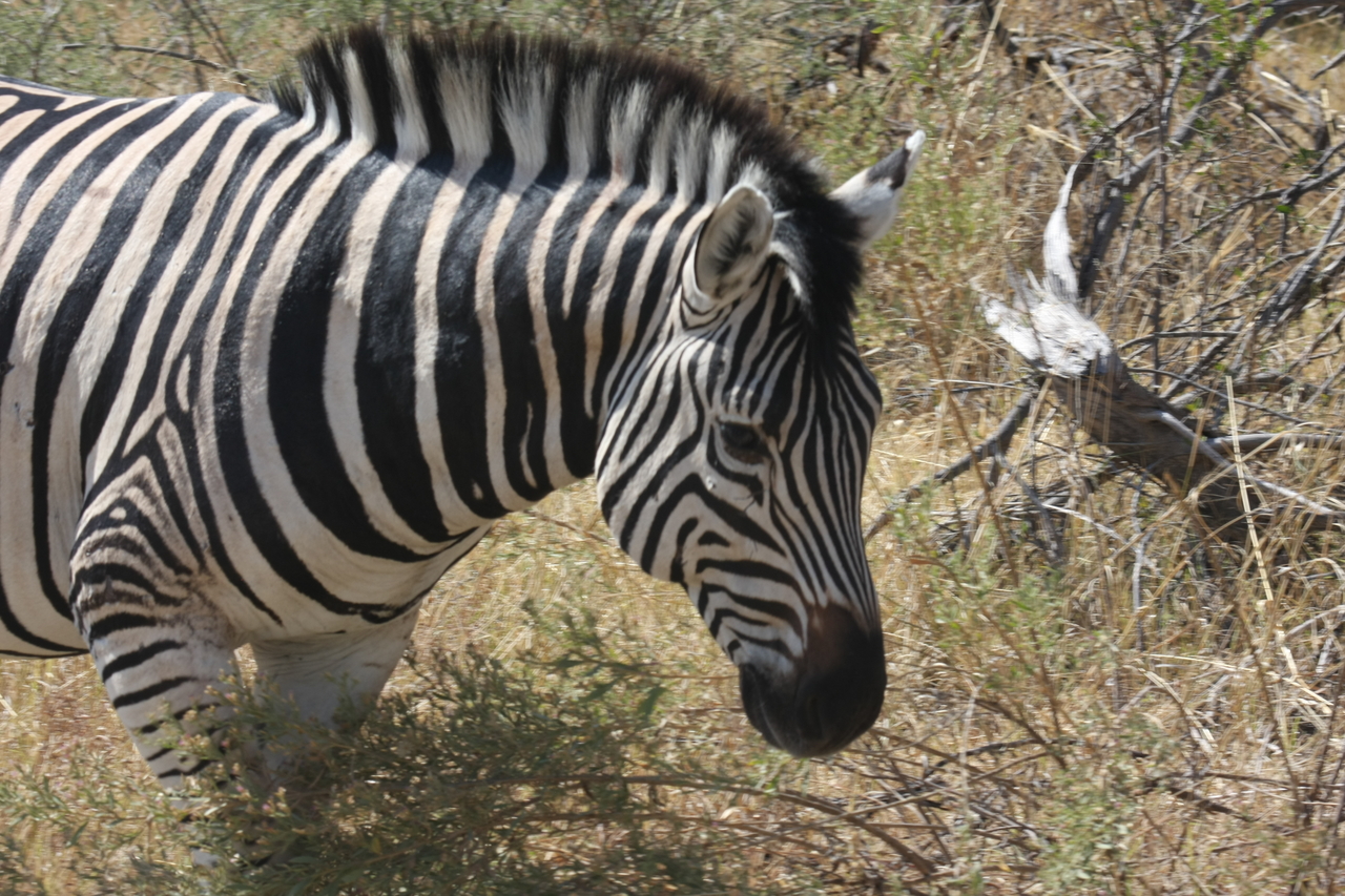 [24077] 2016_06_30_05_43_44_Africa_Canon_EOS_40D_IMG__04126.jpg