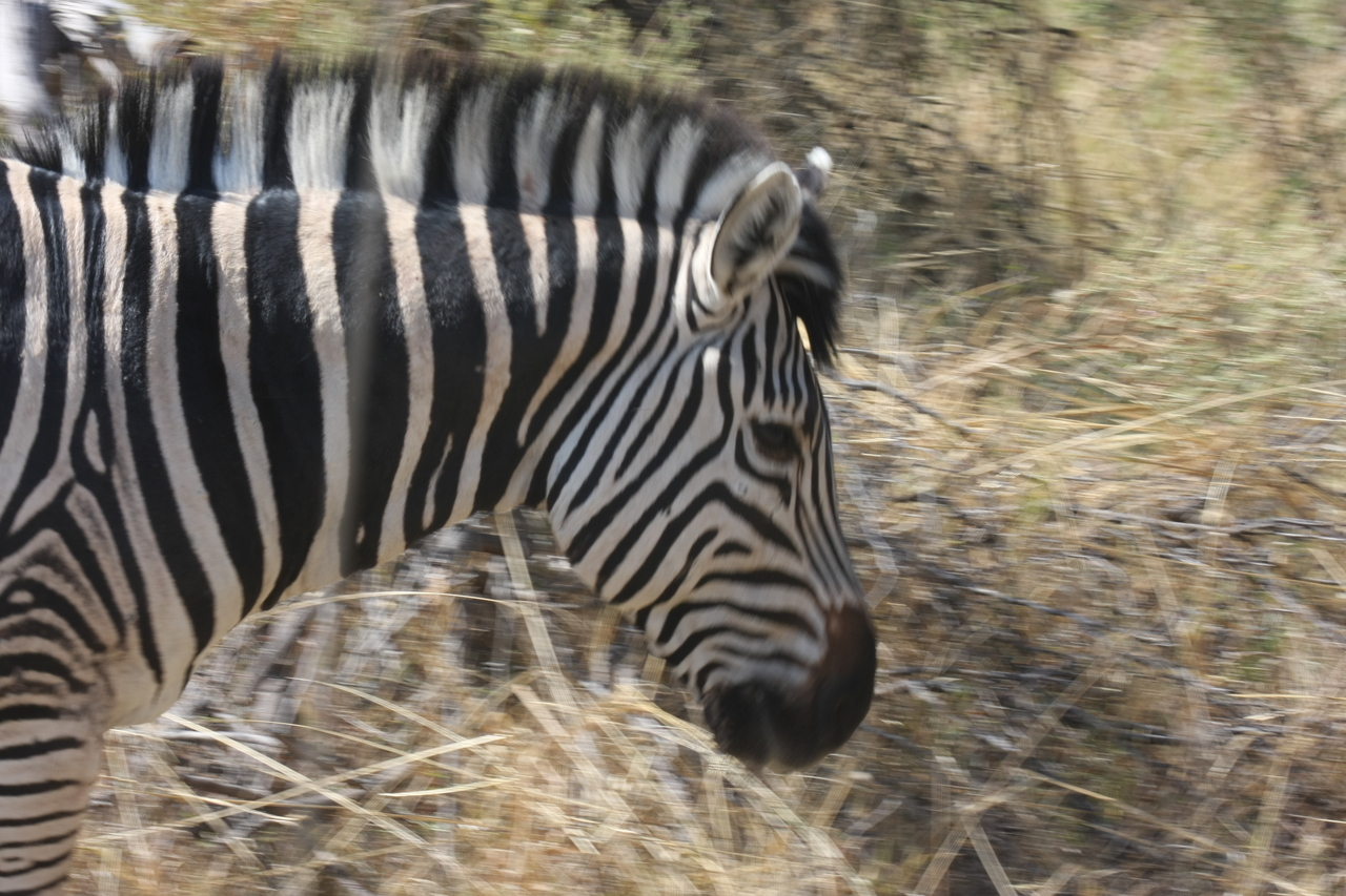 [24087] 2016_06_30_05_43_48_Africa_Canon_EOS_40D_IMG__11577.jpg