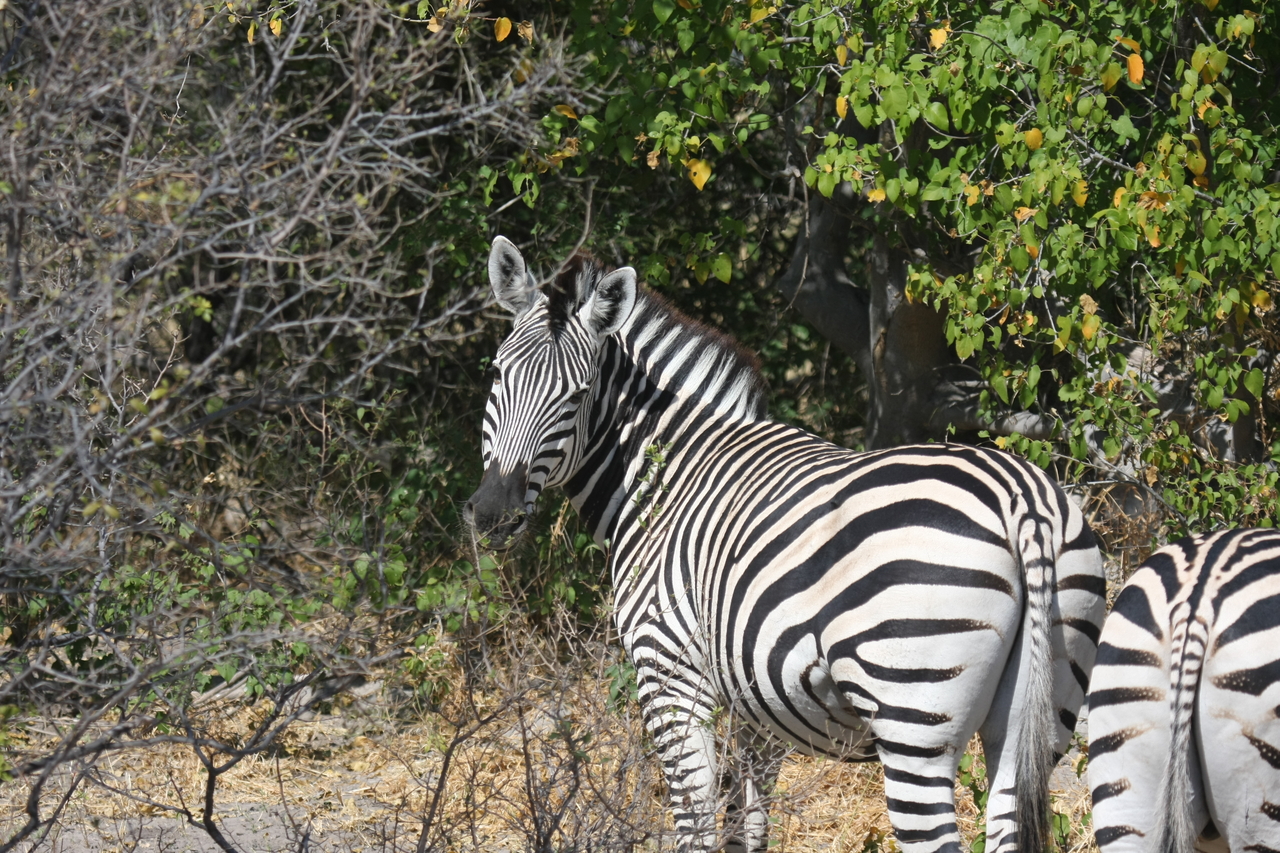 [24099] 2016_06_30_05_44_01_Africa_Canon_EOS_40D_IMG__11581.jpg
